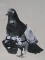 /album/obrazky/a449px-dr-julius-neubronner-patented-a-miniature-pigeon-camera-activated-by-a-timing-mechanism-1903-jpg/